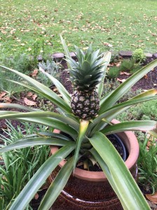 Pineapple in a Pot!
