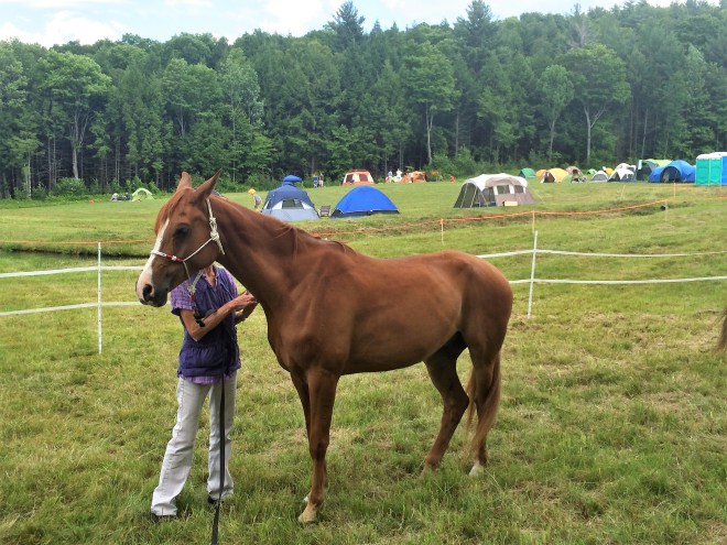 Vermont Horse